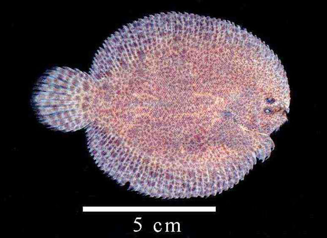 Achirus lineatus (Linnaeus, 1758)